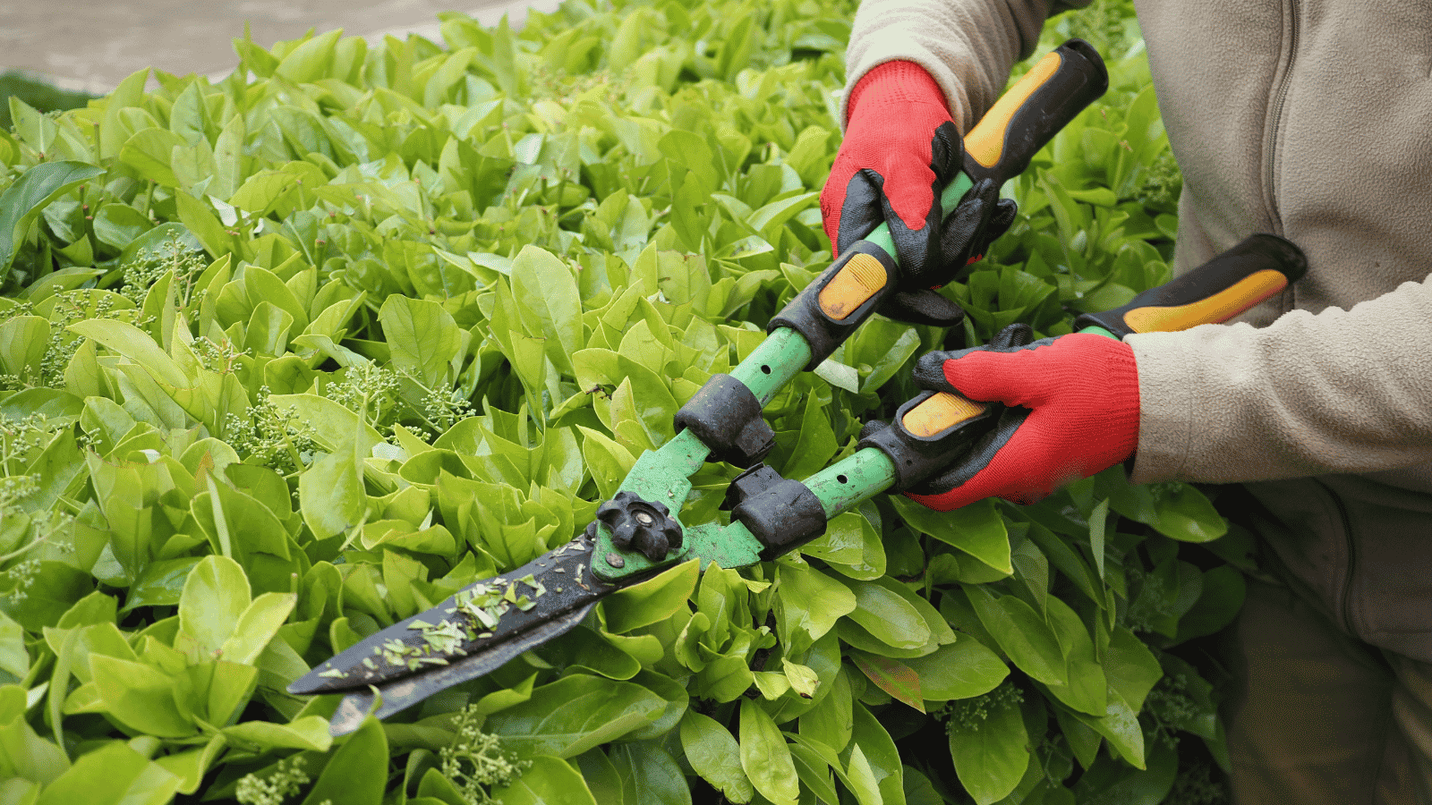 Esercitazione di potatura durante il corso per manutentore del verde con qualifica regionale